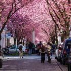 Kirschblüte in Bonn / Heerstr. #2