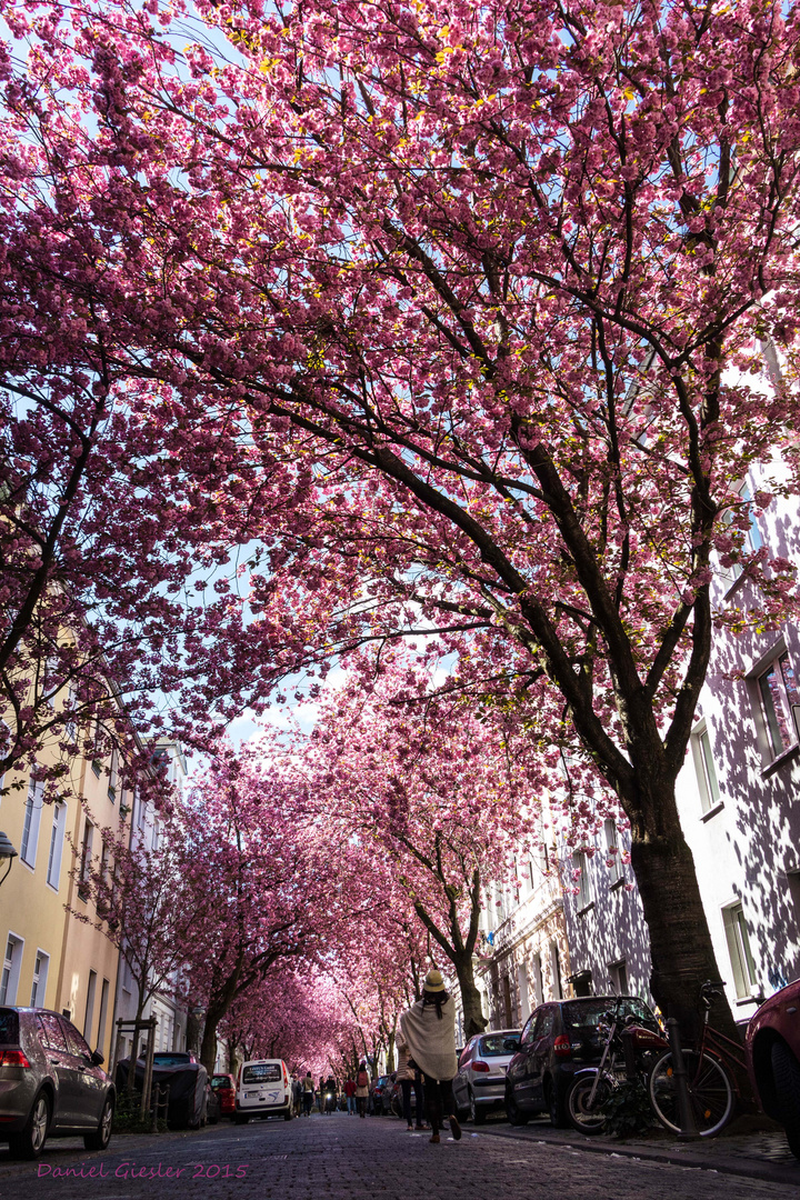 Kirschblüte in Bonn / Heerstr. #3