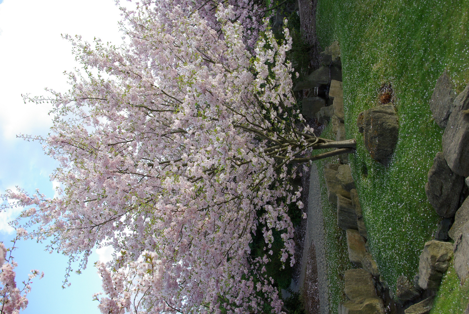 Kirschblüte in den Gärten der Welt, Berlin, Marzahn