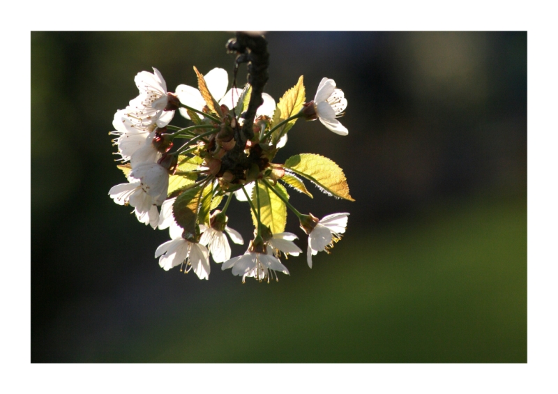 Kirschblüte in der Abendsonne :)