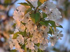 Kirschblüte in der Abendsonne