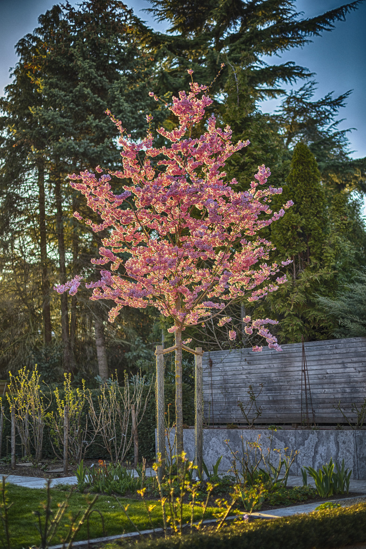 Kirschblüte in der Abendsonne