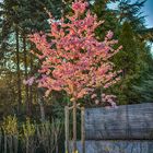 Kirschblüte in der Abendsonne