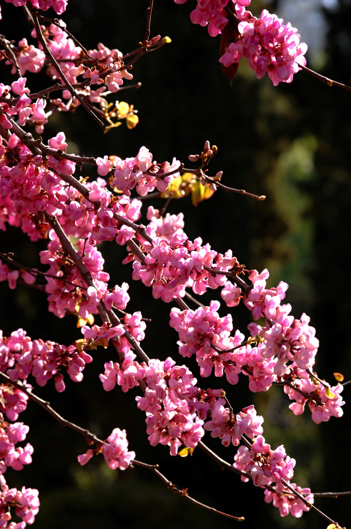 Kirschblüte in der Alhambra