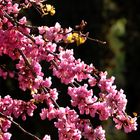 Kirschblüte in der Alhambra