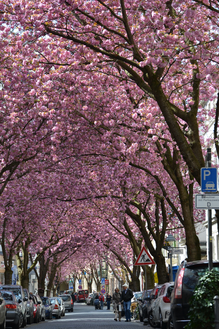 Kirschblüte in der Bonner Altstadt