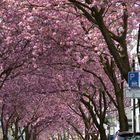 Kirschblüte in der Bonner Altstadt