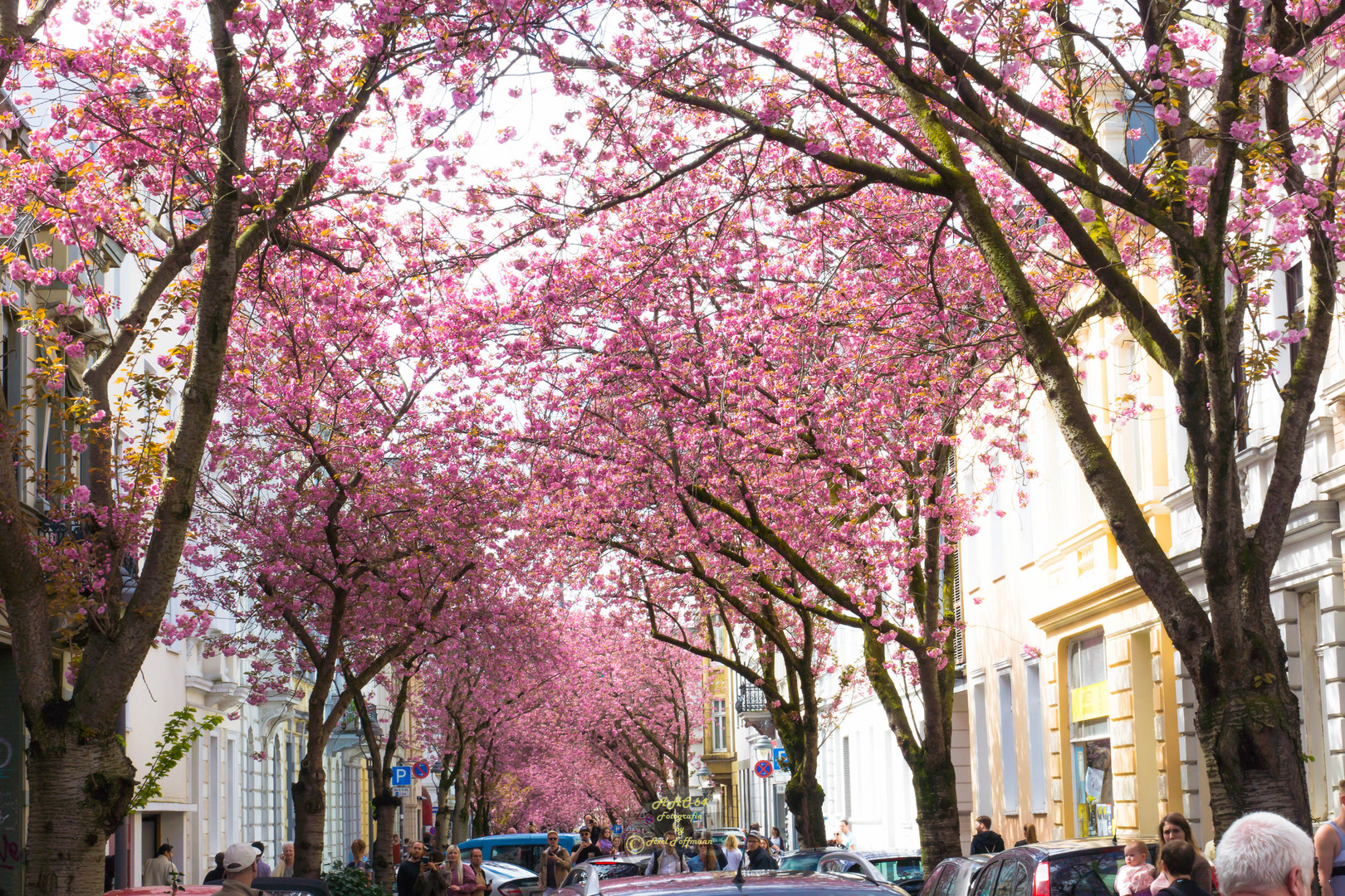  Kirschblüte in der Bonner Altstadt