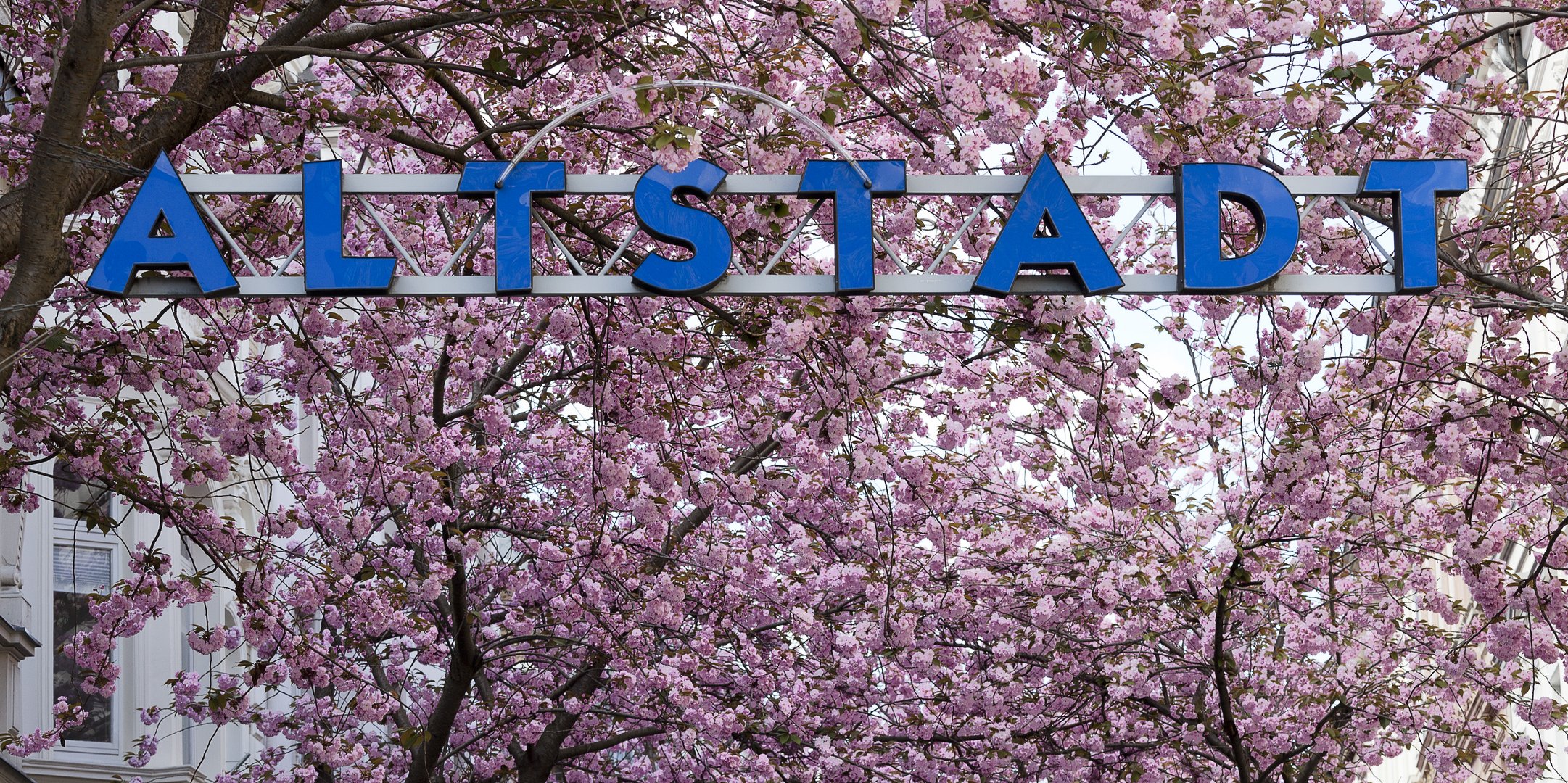 Kirschblüte in der Bonner Altstadt