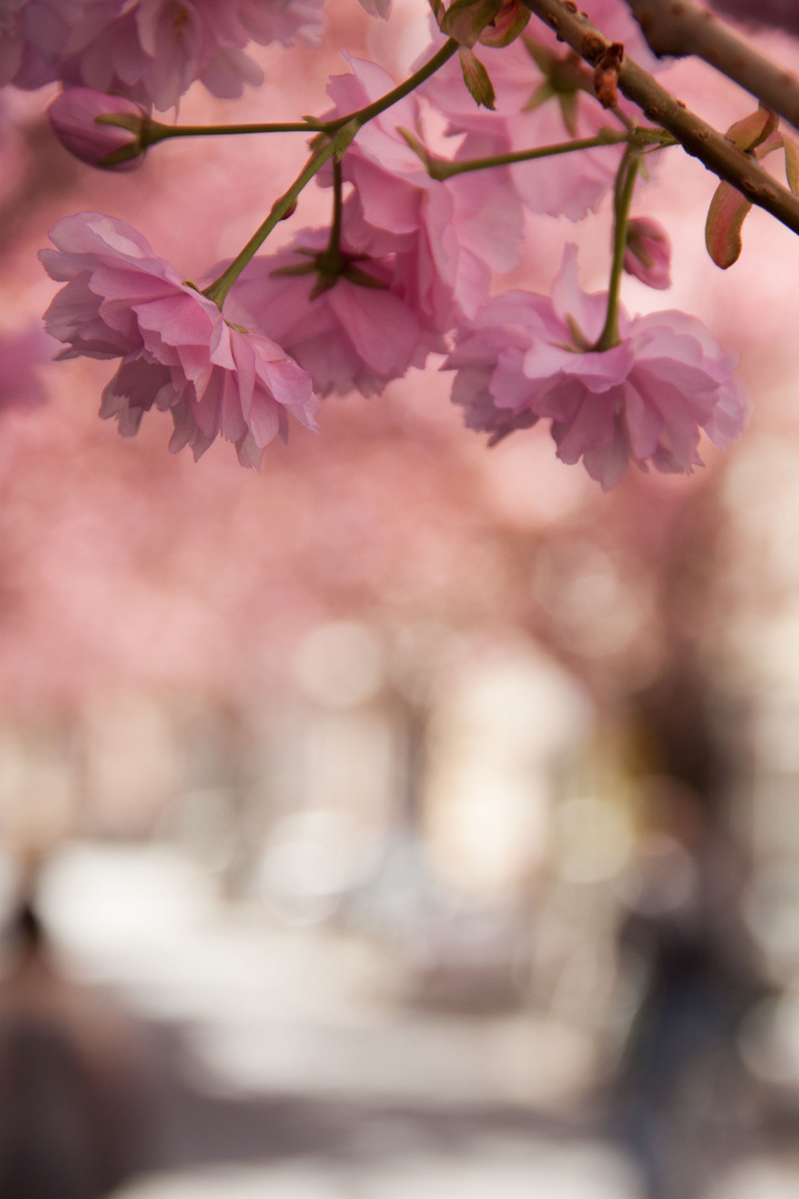 Kirschblüte in der Bonner Altstadt