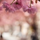 Kirschblüte in der Bonner Altstadt