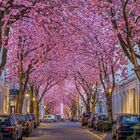 Kirschblüte in der Bonner Altstadt