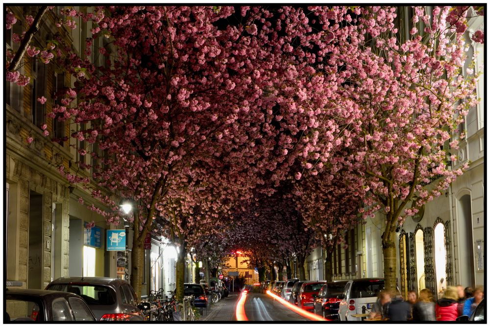 Kirschblüte in der Bonner Altstadt