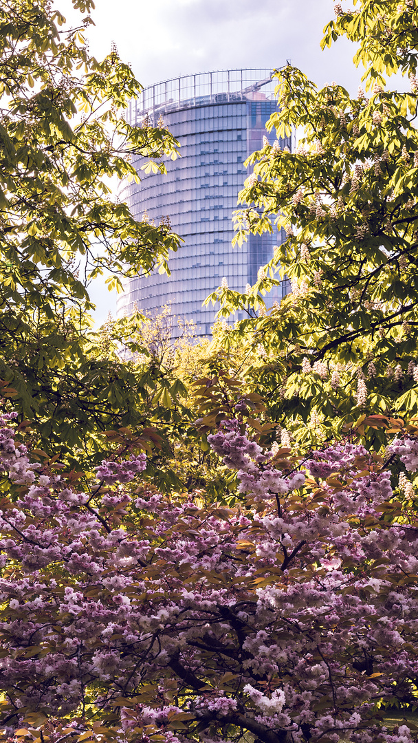 Kirschblüte in der Bonner Rheinaue