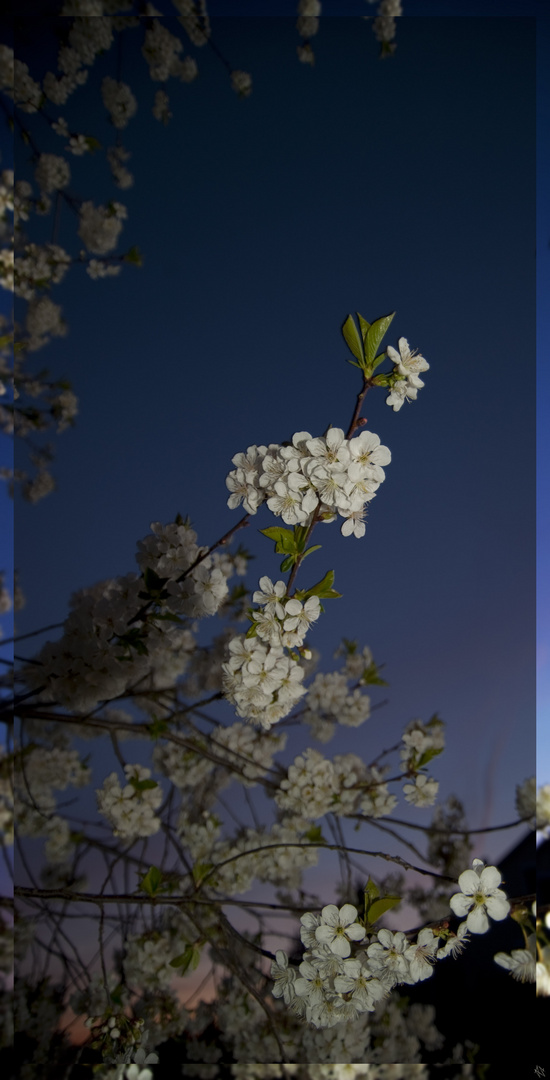 Kirschblüte in der der Abenddämmerung