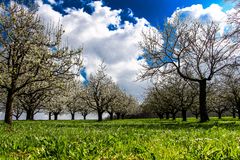 Kirschblüte in der Fränkischen Schweiz