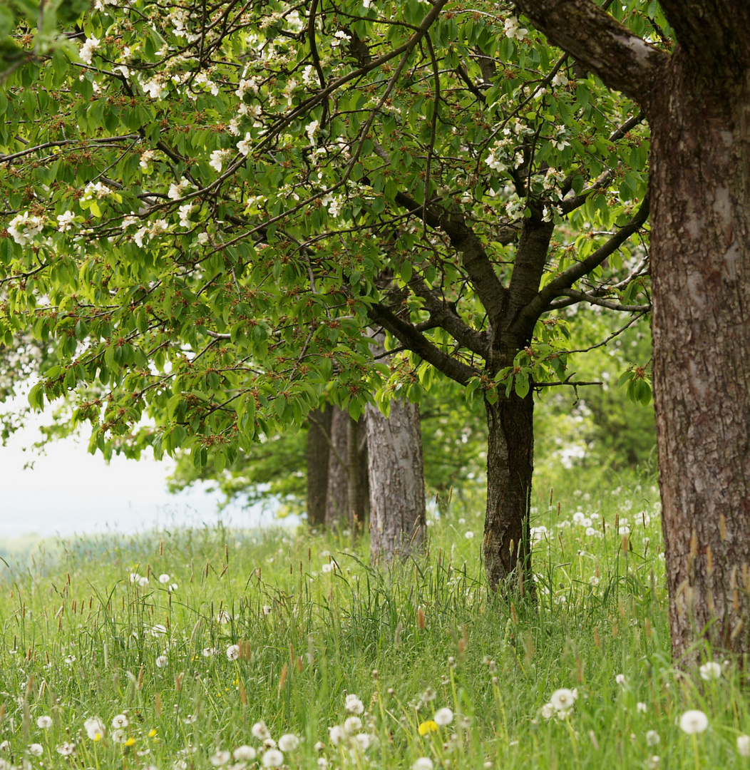 Kirschblüte in der Fränkischen Schweiz.