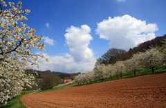 Kirschblüte in der Fränkischen Schweiz