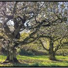 Kirschblüte in der Fränkischen Schweiz 