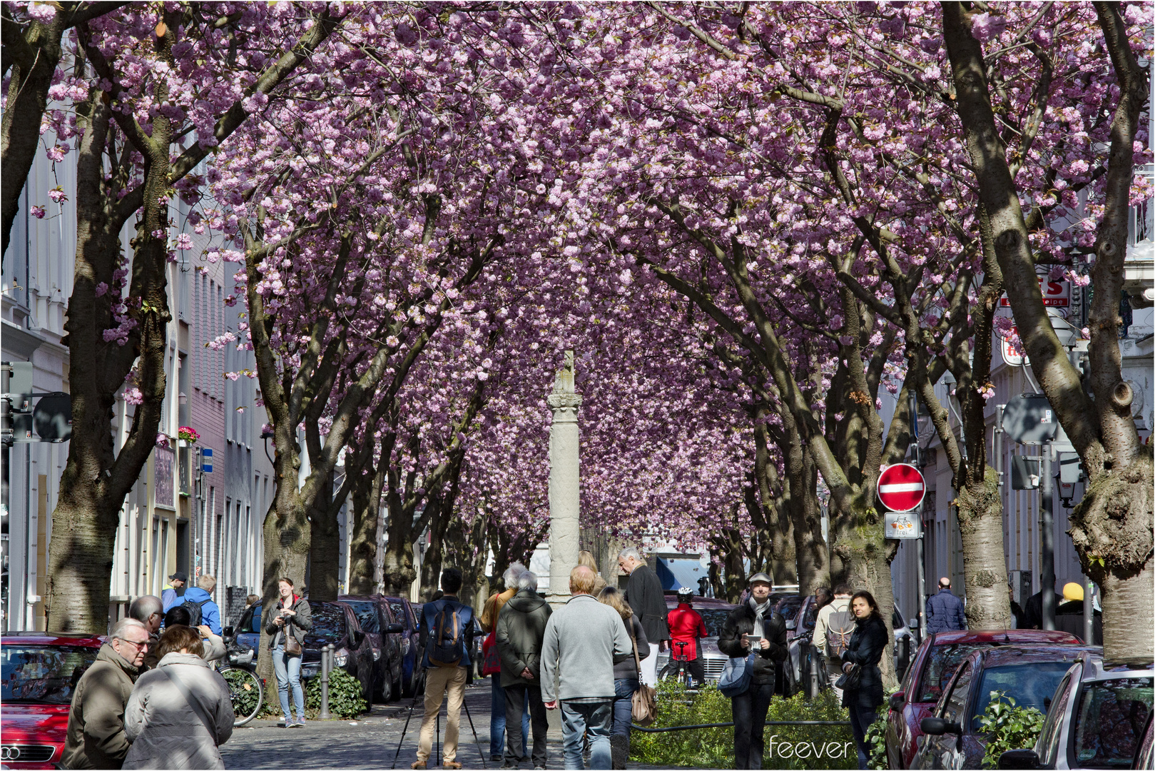 Kirschblüte in der Großstadt