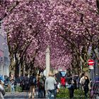 Kirschblüte in der Großstadt