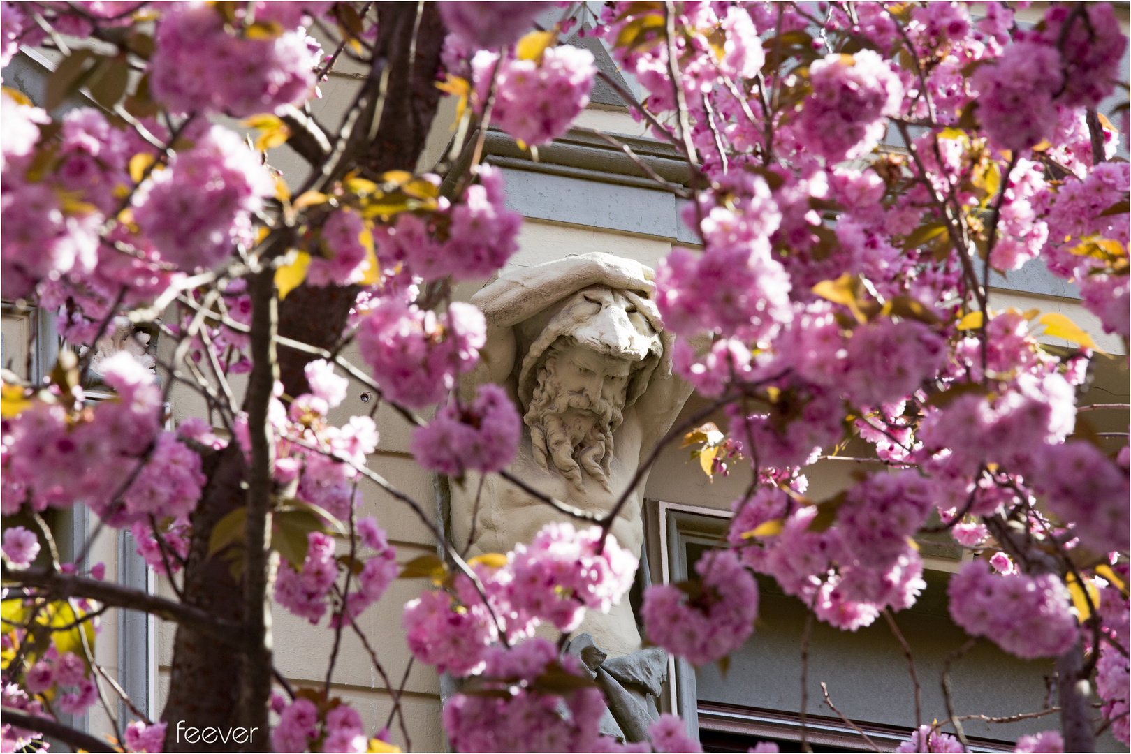 Kirschblüte in der Großstadt