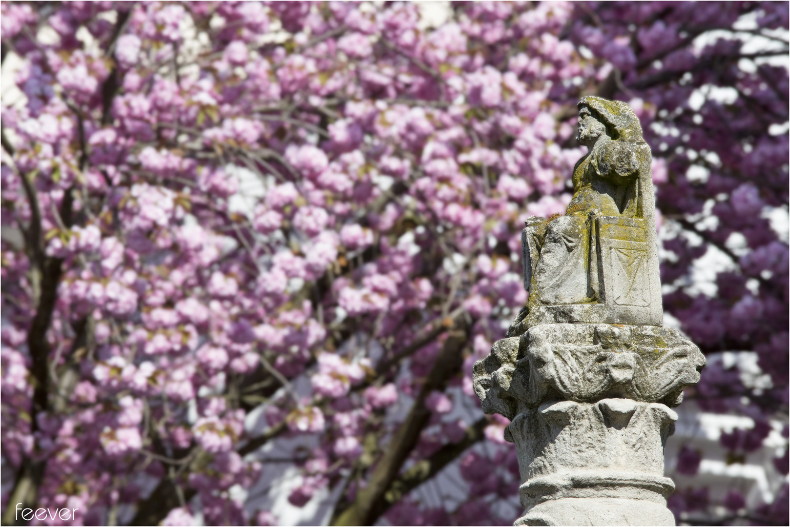 Kirschblüte in der Großstadt