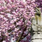 Kirschblüte in der Großstadt