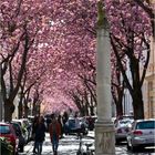Kirschblüte in der Großstadt