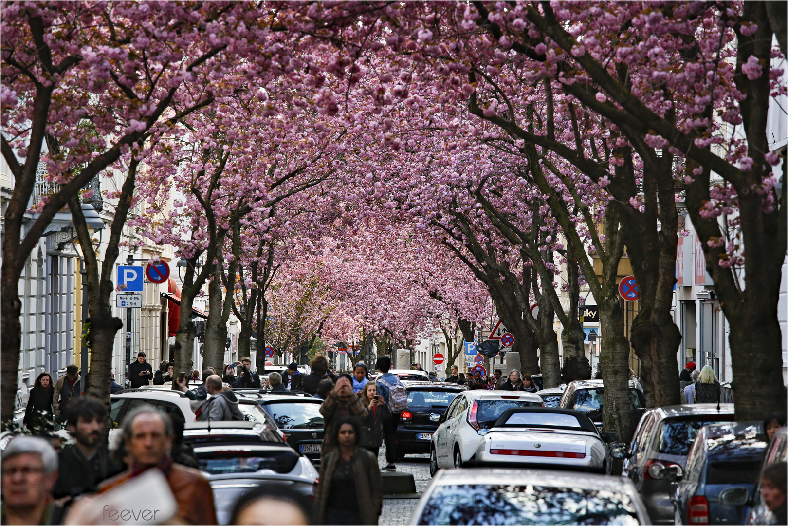 Kirschblüte in der Großstadt