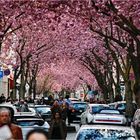 Kirschblüte in der Großstadt