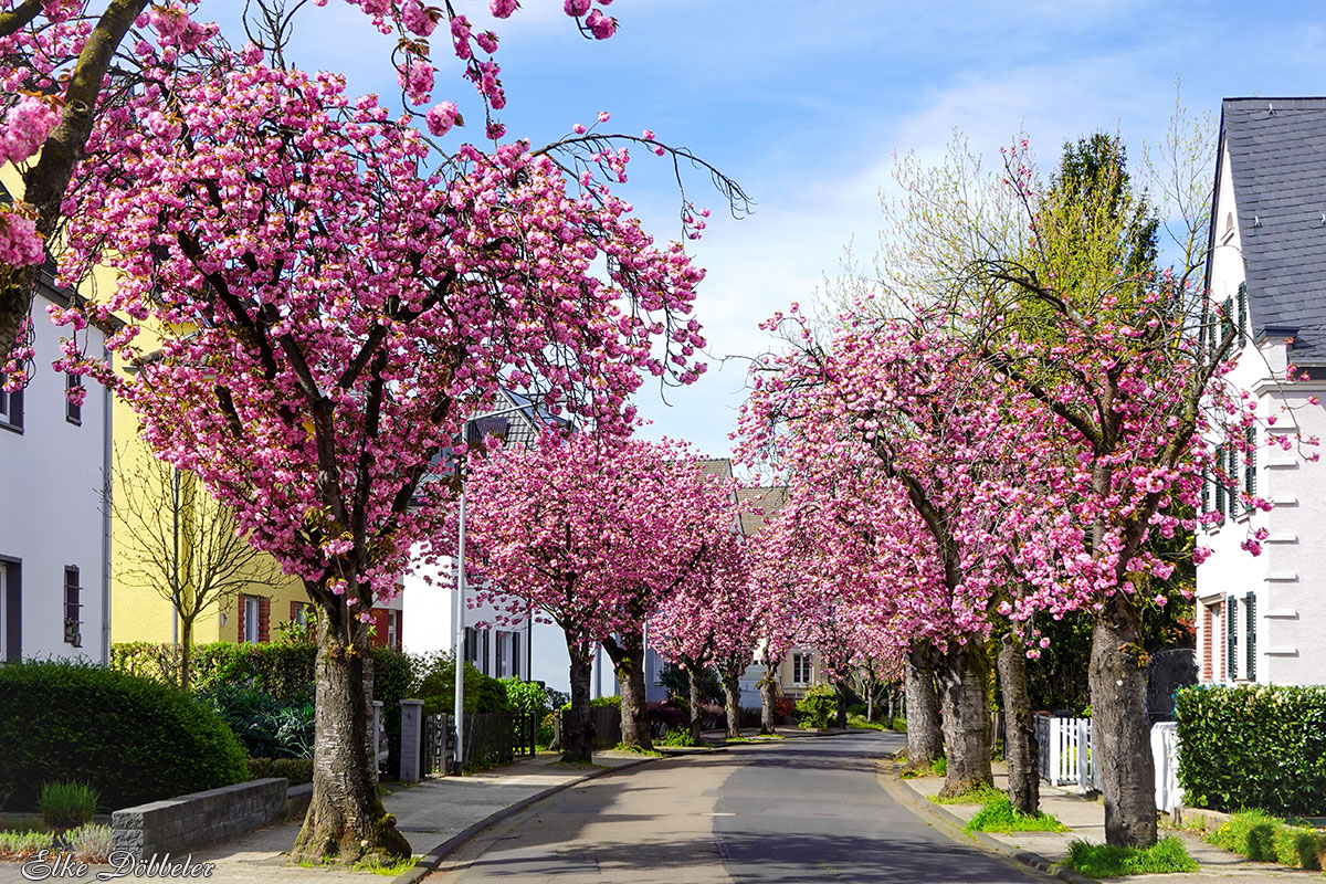Kirschblüte in der Kinzigstrasse in Neuwied