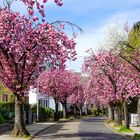 Kirschblüte in der Kinzigstrasse in Neuwied