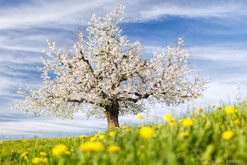 Kirschblüte in der Kirschkammer