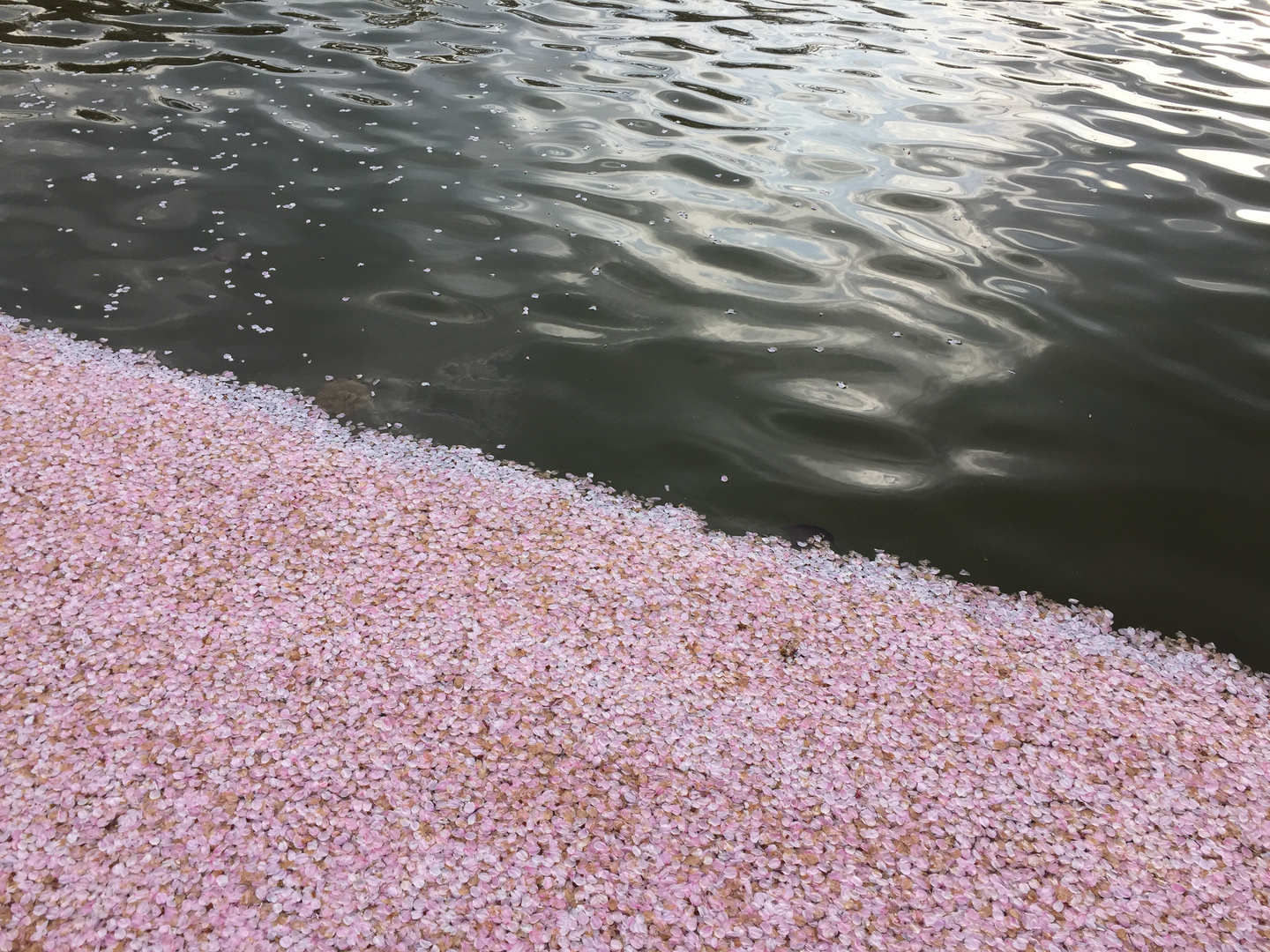 Kirschblüte in der Langen Foundation