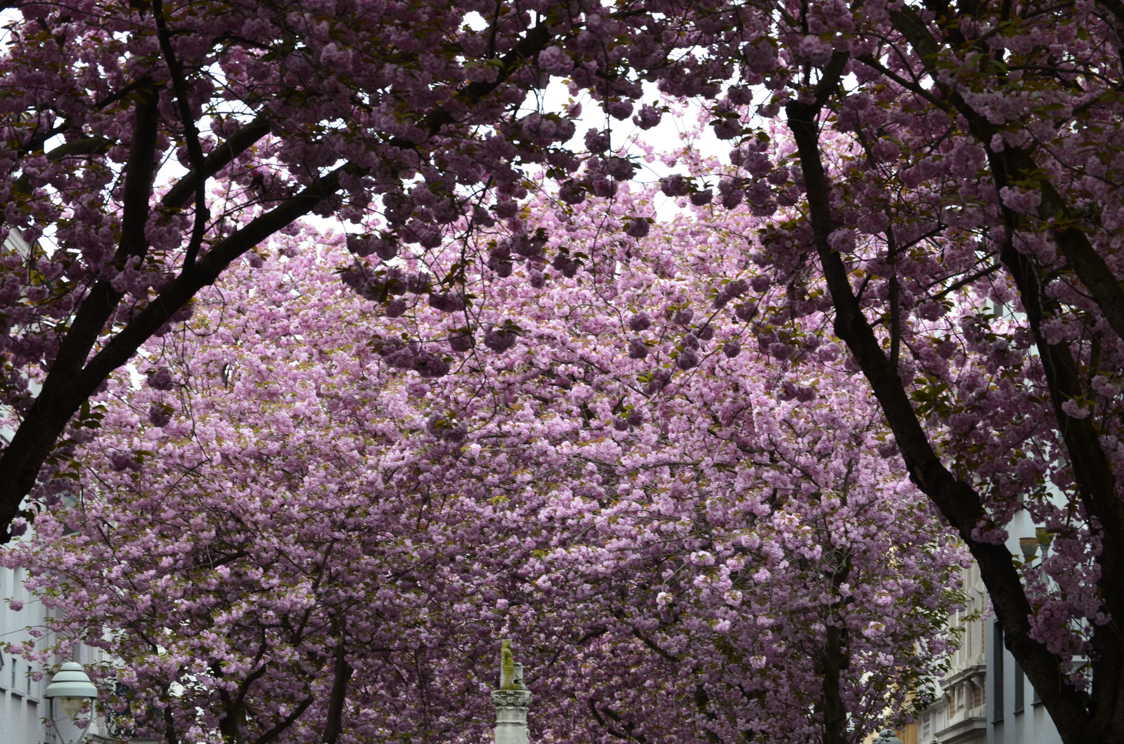 Kirschblüte in der neunt schönsten Straße :-), Heerstraße in Bonn