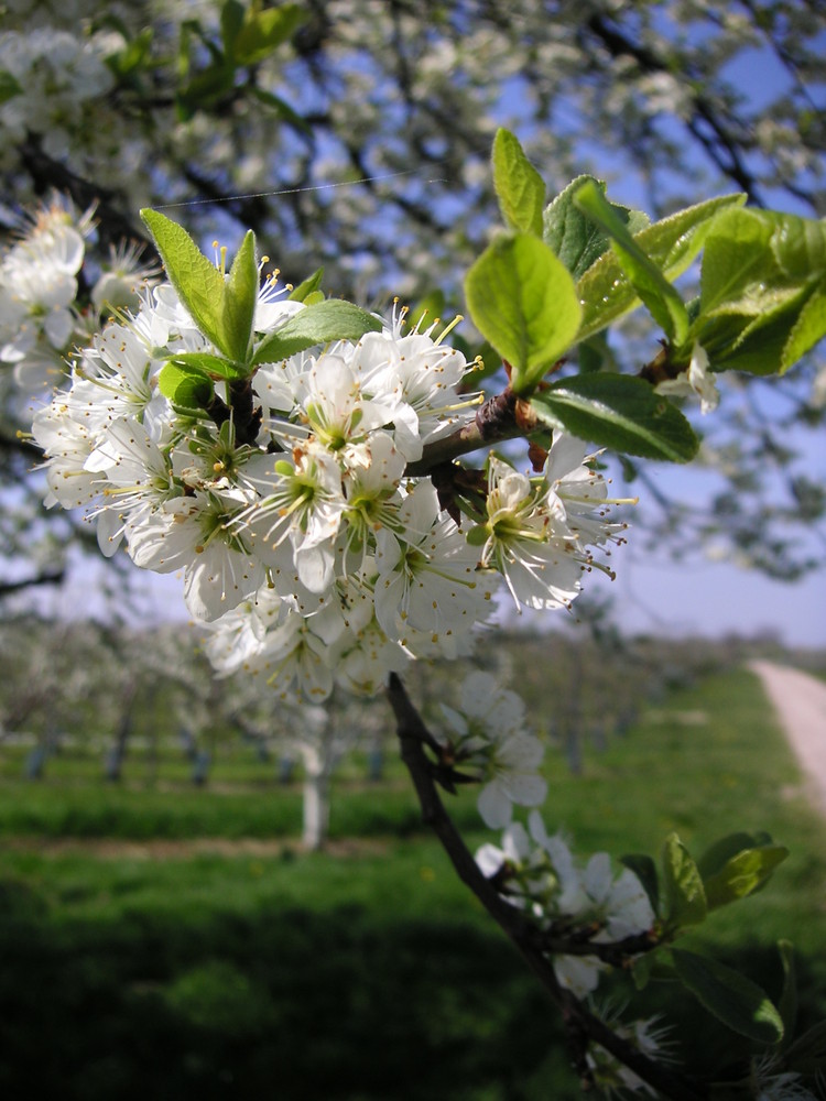 Kirschblüte in der Ortenau