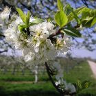 Kirschblüte in der Ortenau