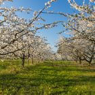 Kirschblüte in der Pfalz