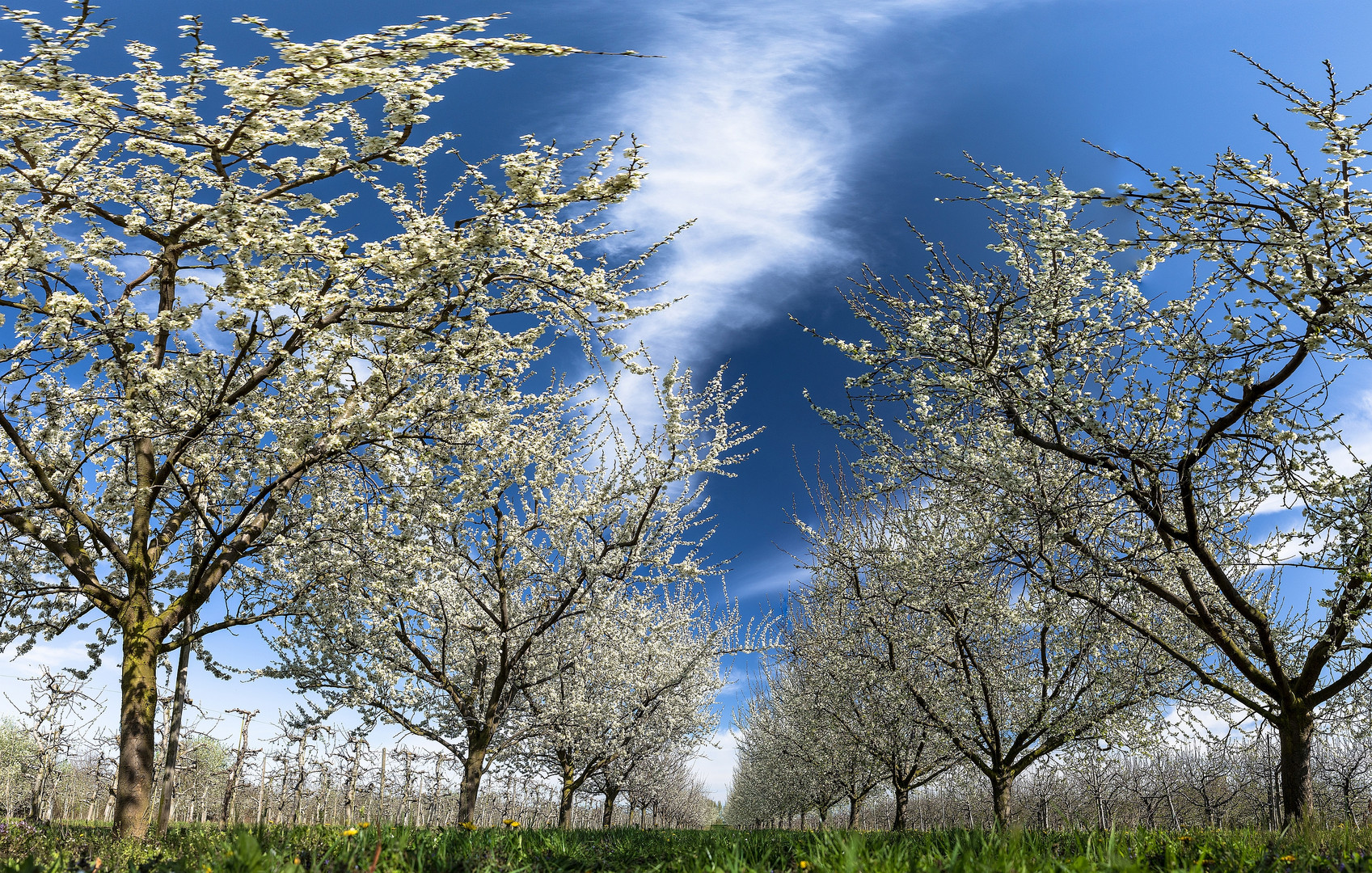 Kirschblüte in der Pfalz