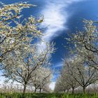 Kirschblüte in der Pfalz