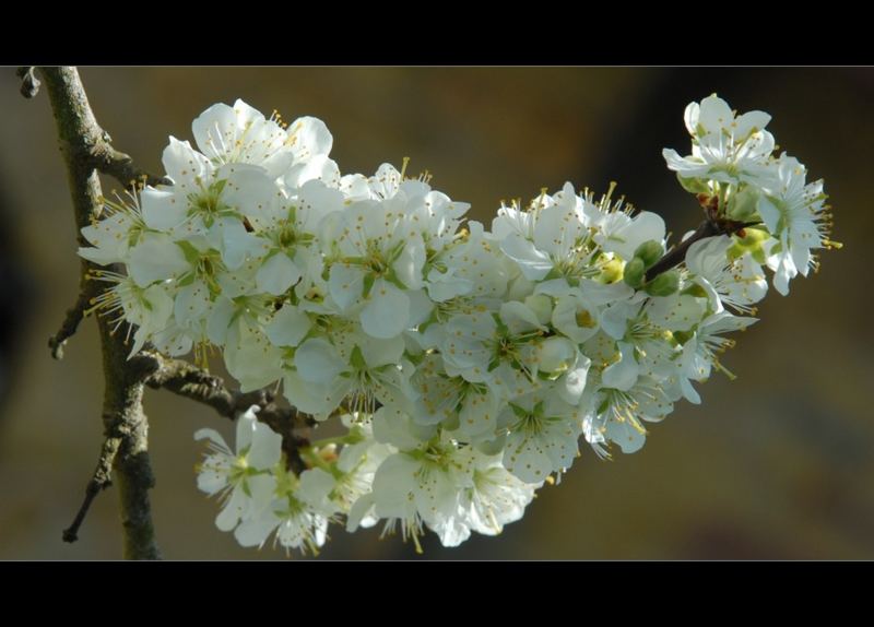 Kirschblüte in der Rhön