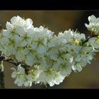 Kirschblüte in der Rhön