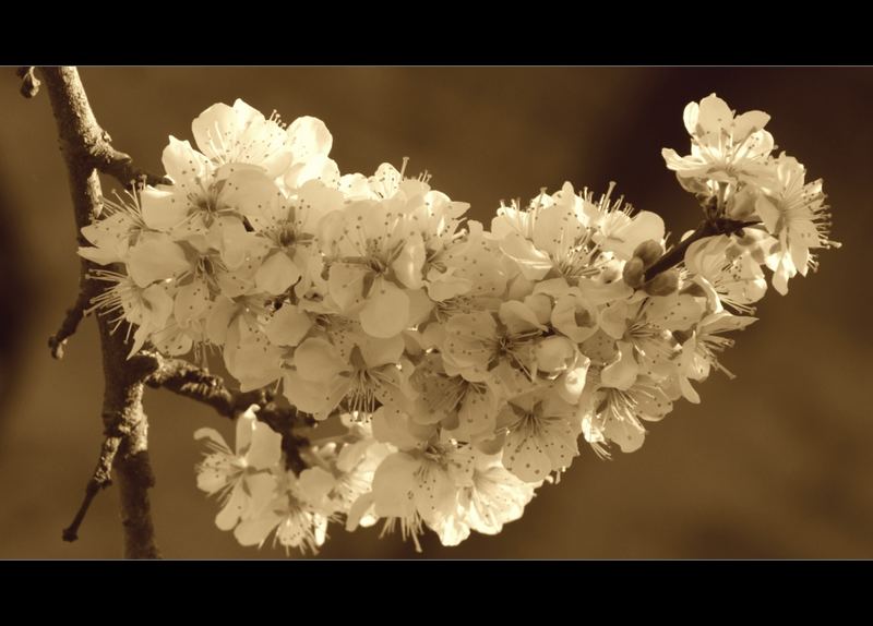 Kirschblüte in der Rhön_1