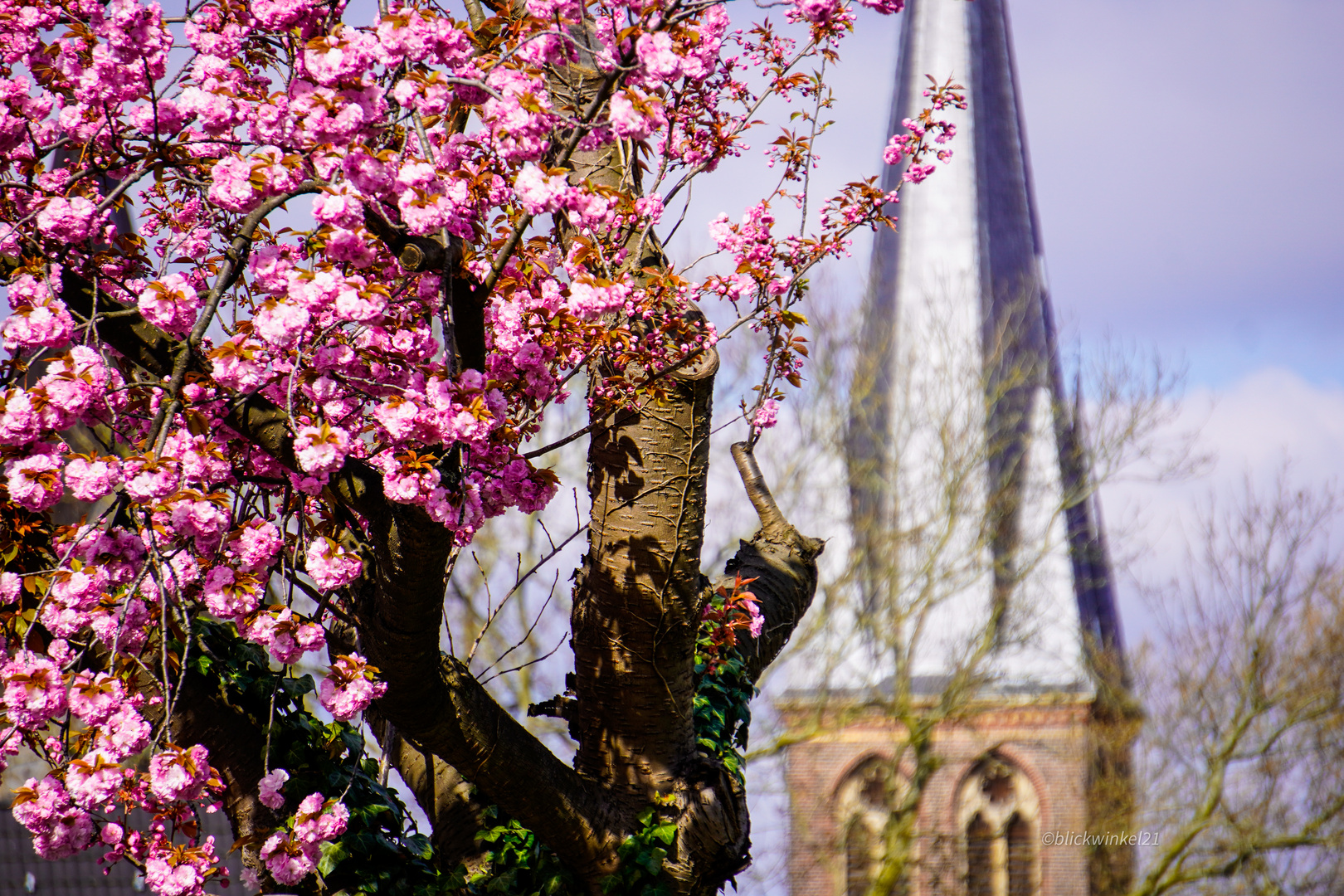 Kirschblüte in der Stadt