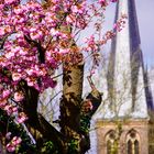 Kirschblüte in der Stadt