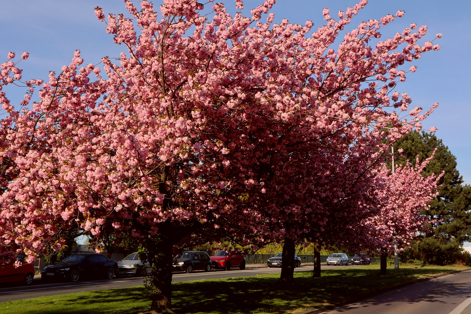 Kirschblüte in der Stadt 