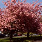 Kirschblüte in der Stadt 