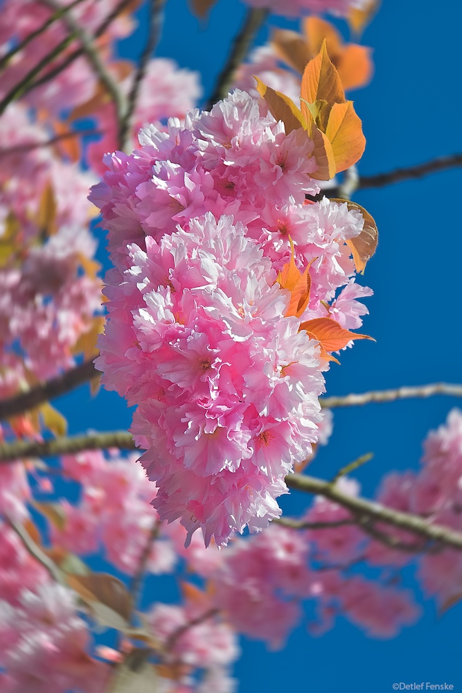 Kirschblüte in der Stadt