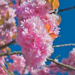 Kirschblüte in der Stadt